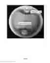 Fig. 02 - Compositions comprising strains and methods of use to suppress the activities and growth of fungal plant pathogens