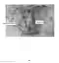 Fig. 18 - Compositions comprising strains and methods of use to suppress the activities and growth of fungal plant pathogens