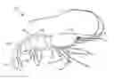 Fig. 01 - System and method for peeling and deveining shrimp