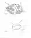 Fig. 02 - FEED FOR LACTATING RUMINANTS