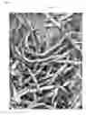 Fig. 07 - ALLERGEN-FREE AND VEGETABLE-BASED FOOD PRODUCTS AND METHODS FOR PRODUCING AND THE SAME