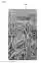 Fig. 12 - ALLERGEN-FREE AND VEGETABLE-BASED FOOD PRODUCTS AND METHODS FOR PRODUCING AND THE SAME