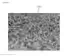 Fig. 13 - ALLERGEN-FREE AND VEGETABLE-BASED FOOD PRODUCTS AND METHODS FOR PRODUCING AND THE SAME