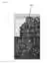 Fig. 16 - ALLERGEN-FREE AND VEGETABLE-BASED FOOD PRODUCTS AND METHODS FOR PRODUCING AND THE SAME