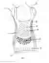Fig. 02 - Full torso maternity garment