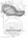 Fig. 01 - Sole system having protruding members