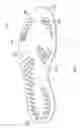 Fig. 17 - Sole system having protruding members