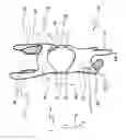 Fig. 03 - GUIDING/SUPPORTING STRUCTURE FOR COUPLING TO A LIVING BEING, AND METHOD FOR DETERMINING SUITABLE CONTACT SURFACES ON THE LIVING BEING