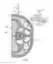 Fig. 40 - Surgical access system and related methods