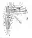 Fig. 07 - Staple cartridges for forming staples having differing formed staple heights
