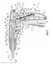 Fig. 08 - Staple cartridges for forming staples having differing formed staple heights