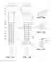 Fig. 29 - Precessional-motion bone and dental drilling tools and bone harvesting apparatus