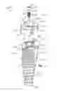 Fig. 18 - Restoration dental implant system and method