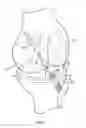 Fig. 02 - Ligament assembly