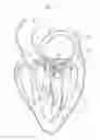 Fig. 04 - Heart valve prosthesis