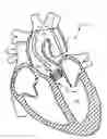 Fig. 01 - SELF-ASSEMBLING PERCUTANEOUSLY IMPLANTABLE HEART VALVE