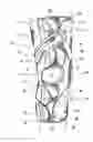 Fig. 01 - Orthopedic device for treating osteoarthritis of the knee