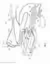 Fig. 06 - Apparatus and Method Of Gastric Cooling Using Balloon Catheter