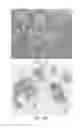 Fig. 02 - Polyurea or polyurethane capsules