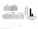 Fig. 06 - Composition for treating immune diseases containing daurinol compound as active ingredient