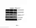 Fig. 09 - Composition for treating immune diseases containing daurinol compound as active ingredient