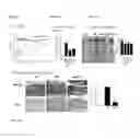 Fig. 14 - Composition for treating immune diseases containing daurinol compound as active ingredient