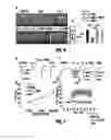 Fig. 05 - Neuroprotective CBreceptor agonists
