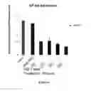 Fig. 08 - IRAK INHIBITORS AND USES THEREOF