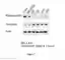 Fig. 09 - IRAK INHIBITORS AND USES THEREOF