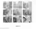 Fig. 13 - IRAK INHIBITORS AND USES THEREOF