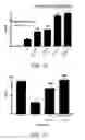 Fig. 11 - METHOD FOR TREATING PAIN WITH A CALMODULIN INHIBITOR