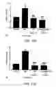 Fig. 12 - METHOD FOR TREATING PAIN WITH A CALMODULIN INHIBITOR