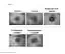 Fig. 07 - Eye drop composition for treating ocular inflammatory disease and preparation method therefor