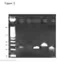 Fig. 03 - Method of increasing the bioavailability of an HIV drug