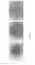 Fig. 05 - STEM CELL MICROPARTICLES AND miRNA