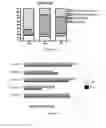 Fig. 24 - STEM CELL MICROPARTICLES AND miRNA
