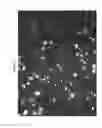 Fig. 27 - STEM CELL MICROPARTICLES AND miRNA
