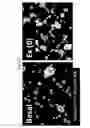 Fig. 29 - STEM CELL MICROPARTICLES AND miRNA
