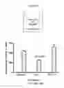 Fig. 31 - STEM CELL MICROPARTICLES AND miRNA