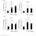 Fig. 03 - Human-derived bacteria that induce proliferation or accumulation of regulatory T cells