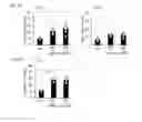 Fig. 10 - Human-derived bacteria that induce proliferation or accumulation of regulatory T cells