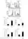 Fig. 15 - Human-derived bacteria that induce proliferation or accumulation of regulatory T cells