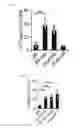 Fig. 18 - Human-derived bacteria that induce proliferation or accumulation of regulatory T cells