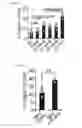Fig. 21 - Human-derived bacteria that induce proliferation or accumulation of regulatory T cells