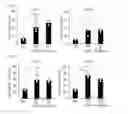 Fig. 03 - Human-derived bacteria that induce proliferation or accumulation of regulatory T cells