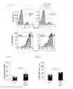 Fig. 13 - Human-derived bacteria that induce proliferation or accumulation of regulatory T cells