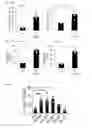 Fig. 17 - Human-derived bacteria that induce proliferation or accumulation of regulatory T cells
