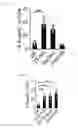 Fig. 18 - Human-derived bacteria that induce proliferation or accumulation of regulatory T cells