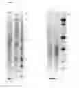 Fig. 02 - Strain of as probiotic