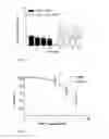 Fig. 06 - Use of Extracts or Materials Extracted From Piper Cubeba L. as an Effective Component in a Drug for the Treatment of Cancer Diseases